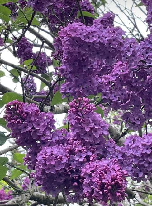 lilacs